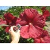 Гибискус Hibiscus Robert Fleming